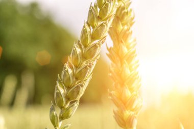 Buğday manzarası. Çavdar ekimi, tarım çiftliği hasadında yeşil tahıl tarlası. Altın ekin tahıl ekmeği arka planı
