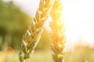 Buğday tarlası gün batımı altın arka plan. Tarım çiftliği mısır gevreği güneşte yetişiyor. Çavdar tohumu hasadı. Ekmek fabrikası.