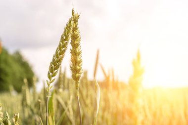 Buğday tarlası gün batımı altın arka plan. Tarım çiftliği mısır gevreği güneşte yetişiyor. Çavdar tohumu hasadı. Ekmek fabrikası.