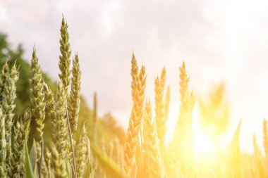 Tarla tarlası buğday arazisi. Çavdar ekmeği, altın gökyüzü günbatımında. Mısır gevreği ekili tarım hasadı.