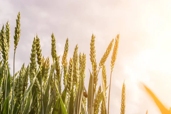 Tarweveld zon landschap. Gouden gewas granen brood achtergrond. Roggeplant groen graan in landbouwbedrijf oogst. — Stockfoto