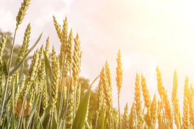 Buğday hasadı güneş gökyüzü manzarası. Tarım yaz hasadı. Günbatımında altın arka planda çiftlikte tahıllı tahıl. Yeşil çavdar bitkisi.