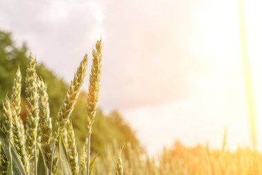 Buğday hasadı güneş gökyüzü manzarası. Tarım yaz hasadı. Günbatımında altın arka planda çiftlikte tahıllı tahıl. Yeşil çavdar bitkisi.
