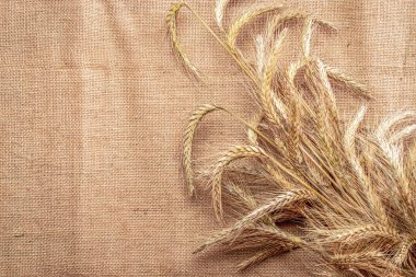 Tahıl buğdayı. Tam, arpa, buğday filizleri. Mısır gevreği unu için keten dokusunda buğday taneleri ya da çavdar çivisi ya da kahverengi doğal organik arkaplan. Zengin hasat kavramı