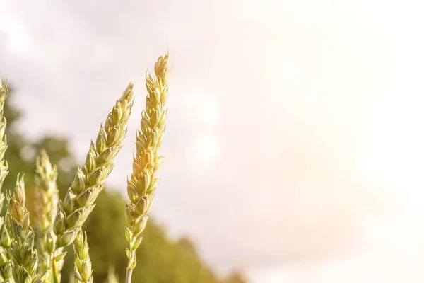 田园小麦景观 在金色的天空落日下 晒黑了麦粒 谷物作物背景下的农业收获 — 图库照片