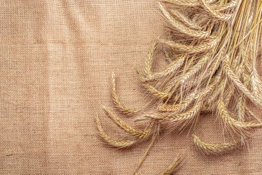 Buğday unu. Tam, arpa, buğday filizleri. Mısır gevreği unu için buğday taneleri ya da keten dokusunda çavdar tohumu ya da kahverengi pamuk arkaplanı. Tasarım elementi
