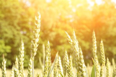 Buğday tarlası gün batımı altın arka plan. Tarım çiftliği mısır gevreği güneşte yetişiyor. Çavdar tohumu hasadı. Ekmek fabrikası
