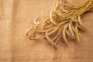 Çavdar tarlası. Tam, arpa, buğday filizleri. Mısır gevreği unu için buğday taneleri ya da keten dokusunda çavdar tohumu ya da kahverengi pamuk arkaplanı. Tasarım elementi