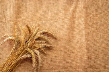 Tahıl tarlası. Tam, arpa, buğday filizleri. Mısır gevreği unu için keten dokusunda buğday taneleri ya da çavdar çivisi ya da kahverengi doğal organik arkaplan. Düz Yat, boşluğu kopyala