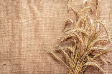 Buğday kulağı. Tam, arpa, buğday filizleri. Mısır gevreği unu için keten dokusunda buğday taneleri ya da çavdar çivisi ya da kahverengi doğal organik arkaplan. Düz Yat, boşluğu kopyala