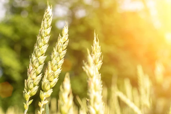 Groene Tarwe Rogge Landschap Zon Dag Gouden Oogstachtergrond Broodplant Landbouw — Stockfoto