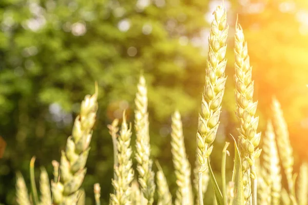 Groene Tarweoogst Landbouw Oogst Met Granen Plantaardige Achtergrond Brood Rogge — Stockfoto