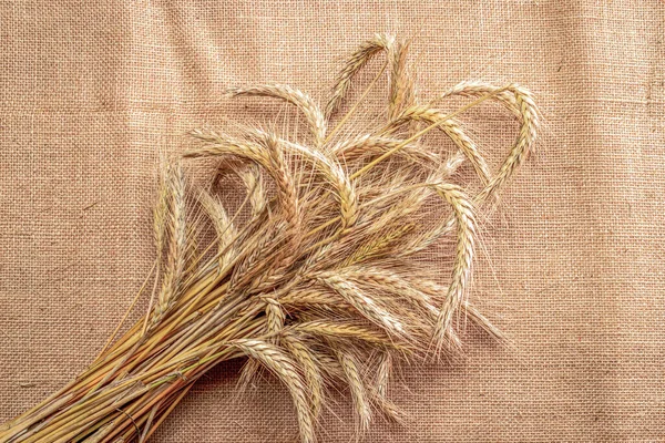 바클리 매크로 보리를 통째로 수확하 십시오 곡물식 밀가루를 만드는데 사용하는 — 스톡 사진