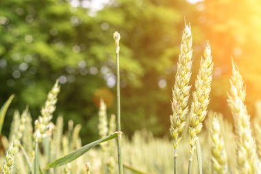 Buğday hasadı güneş gökyüzü manzarası. Tarım yaz hasadı. Günbatımında altın arka planda çiftlikte tahıllı tahıl. Yeşil çavdar bitkisi.