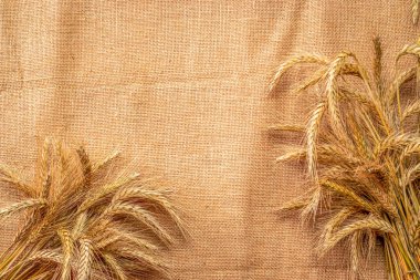 Arpa makrosu. Tam, arpa, buğday filizleri. Mısır gevreği unu için buğday taneleri ya da keten dokusunda çavdar tohumu ya da kahverengi pamuk arkaplanı. Tasarım elementi