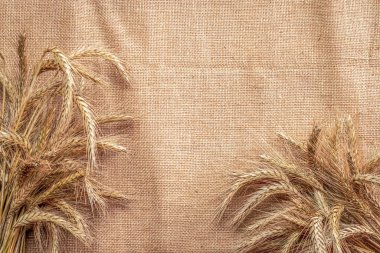 Arpa makrosu. Tam, arpa, buğday filizleri. Mısır gevreği unu için buğday taneleri ya da keten dokusunda çavdar tohumu ya da kahverengi pamuk arkaplanı. Tasarım elementi.