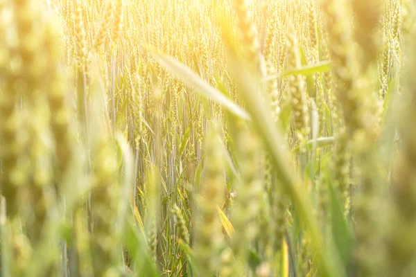 Akkerbouwtarwelandschap. Brood rogge groen graan op gouden hemel zonsondergang. Landbouwoogst met achtergrond graangewassen. — Stockfoto