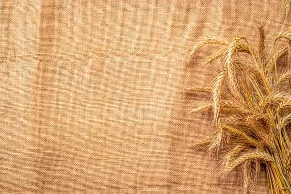 Desgaste de trigo. Toda, cevada, colheita de brotos de trigo. Grão de trigo espiga ou centeio espiga planta na textura de linho ou fundo orgânico natural marrom, para farinha de pão de cereais. Flat Lay, espaço de cópia . — Fotografia de Stock