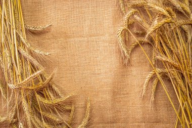 Buğday yulafı. Tam, arpa, buğday filizleri. Mısır gevreği unu için keten dokusunda buğday taneleri ya da çavdar çivisi ya da kahverengi doğal organik arkaplan. Üst görünüm, kesme.