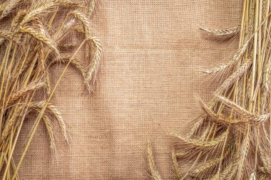 Buğday kulağı. Tam, arpa, buğday filizleri. Mısır gevreği unu için keten dokusunda buğday taneleri ya da çavdar çivisi ya da kahverengi doğal organik arkaplan. Düz Yat, boşluğu kopyala.
