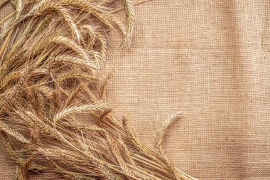 Arpa taneciği. Tam, arpa, buğday filizleri. Mısır gevreği unu için keten dokusunda buğday taneleri ya da çavdar çivisi ya da kahverengi doğal organik arkaplan. Üst görünüm, kesme.