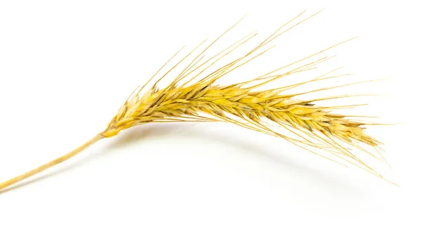 Oreja Trigo Entero Cebada Cosecha Brotes Trigo Espiga Grano Trigo — Foto de Stock