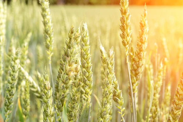 Field farm wheat landscape. Bread rye green grain on golden sky sunset. Agriculture harvest with cereal plant crop background. — Stock Photo, Image