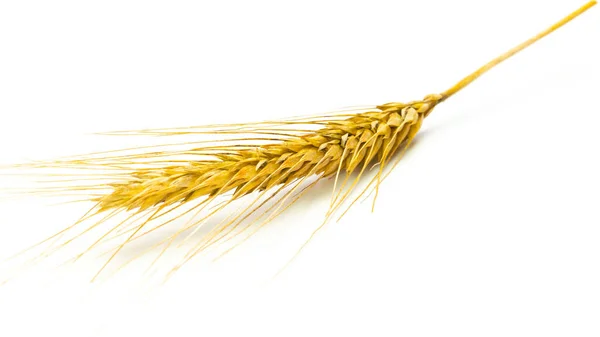 Ржаное ухо. Целый ячмень, урожай пшеницы. Пшеничное зерно уха или ржаной шип растения изолированы на белом фоне, для зерновой хлебной муки. Flat Lay, копировальное пространство. — стоковое фото