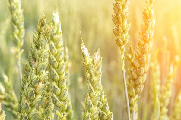 Groene tarweoogst. Landbouw oogst met granen plantaardige achtergrond. Brood rogge groen graan op gouden hemel zonsondergang. — Stockfoto