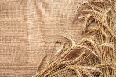 Buğday taneleri. Tam, arpa, buğday filizleri. Mısır gevreği unu için keten dokusunda buğday taneleri ya da çavdar çivisi ya da kahverengi doğal organik arkaplan. Düz Yat, boşluğu kopyala