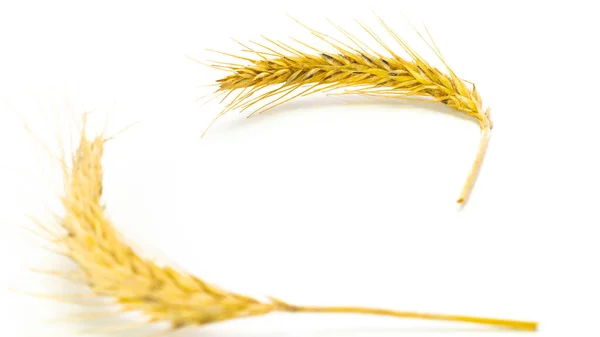 Ржаное Зерно Целый Ячмень Урожай Пшеницы Пшеничное Зерно Уха Ржаной — стоковое фото