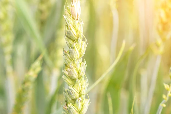 Пшеничный Ландшафт Хлебное Ржаное Зерно Закате Золотого Неба Сельское Хозяйство — стоковое фото
