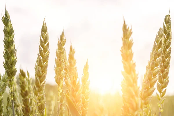 Tarwelandschap Rogge Plant Groene Korenveld Landbouw Boerderij Oogst Gouden Gewas — Stockfoto