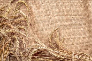 Çavdar otu. Tam, arpa, buğday filizleri. Mısır gevreği unu için keten dokusunda buğday taneleri ya da çavdar çivisi ya da kahverengi doğal organik arkaplan. Tasarım elementi