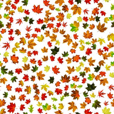 Akçaağaç yaprağı arka planı. Mevsim geriye pürüzsüz bir yapı bırakır. Sonbahar sarısı kırmızı, turuncu yaprak beyaza izole edilmiş. Renkli akçaağaç yaprağı