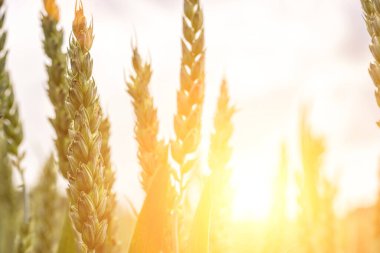 Buğday manzarası. Çavdar ekimi, tarım çiftliği hasadında yeşil tahıl tarlası. Altın ekin tahıl ekmeği arka planı