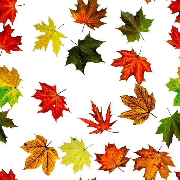 Valblad geïsoleerd. Seizoen bladeren vallen achtergrond. Herfst geel rood, oranje blad geïsoleerd op wit. Kleurrijke esdoorn gebladerte naadloos patroon. — Stockfoto