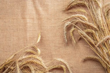 Arpa taneciği. Tam, arpa, buğday filizleri. Mısır gevreği unu için keten dokusunda buğday taneleri ya da çavdar çivisi ya da kahverengi doğal organik arkaplan. Üst görünüm, kesme.