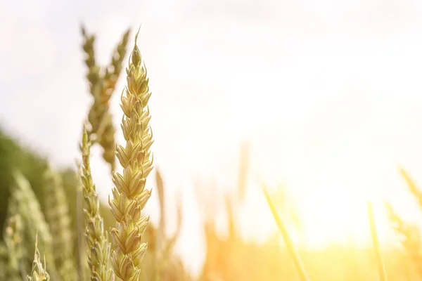 Groene Tarweoogst Landbouw Oogst Met Granen Plantaardige Achtergrond Brood Rogge — Stockfoto