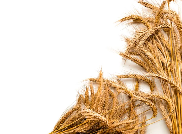 Grain Wheat Whole Barley Harvest Wheat Sprouts Wheat Grain Ear — Stock Photo, Image