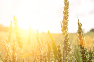Güneşli bir günde yeşil buğday tarlası. Altın hasat geçmişi. Ekmek bitkisi tarım mısır gevreği gün batımında.