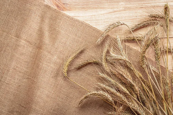 Barley macro. Whole, barley, harvest wheat sprouts. Wheat grain ear or rye spike plant on linen texture or brown natural cotton background, for cereal bread flour. Element of design