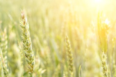 Buğday tarlası gün batımı altın arka plan. Tarım çiftliği mısır gevreği güneşte yetişiyor. Çavdar tohumu hasadı. Ekmek fabrikası