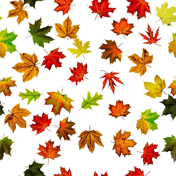 Achtergrondinformatie Seizoen Bladeren Vallen Achtergrond Herfst Geel Rood Oranje Blad — Stockfoto