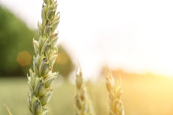 Tarwelandschap Rogge Plant Groene Korenveld Landbouw Boerderij Oogst Gouden Gewas — Stockfoto