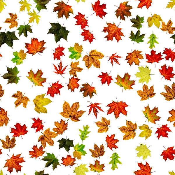 Seamless wallpaper. Autumn yellow red, orange leaf isolated on white. Colorful maple foliage. Season leaves fall background