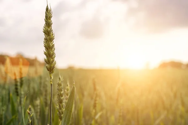 Jonge Tarweplant Veld Gouden Zonsondergang Landschap Achtergrond Groene Graangewassen Landbouwbedrijven — Stockfoto