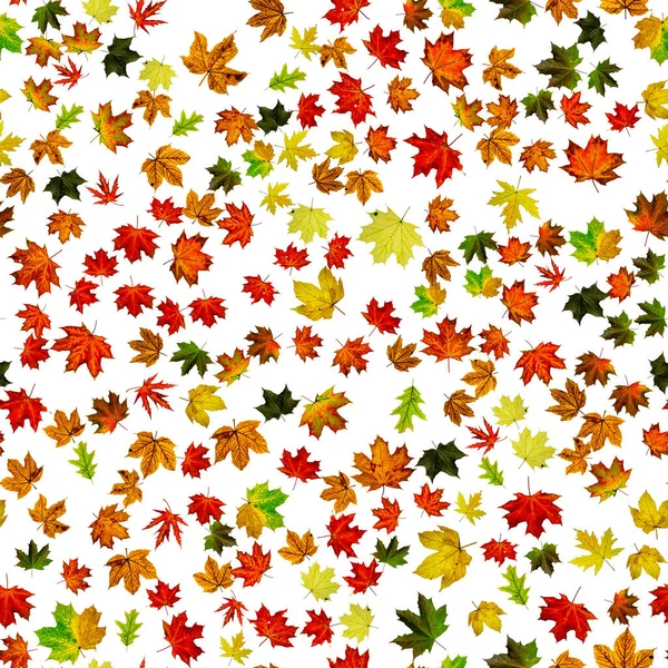 Ahornblatt Isoliert Herbst Gelb Rot Orangefarbenes Blatt Isoliert Auf Weiß — Stockfoto