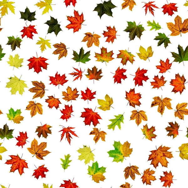 Nahtloses Herbstblatt Muster Laub Der Saison Fällt Den Hintergrund Herbst — Stockfoto