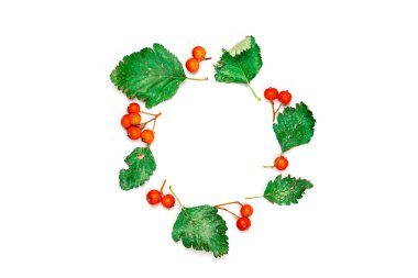 Yaprak sonbaharı. Kurumuş yeşil yapraklar, beyaz arka planda izole edilmiş turuncu meyveli Rowanlar. Şablon güz hasadı Şükran Günü Cadılar Bayramı davetiye kartları